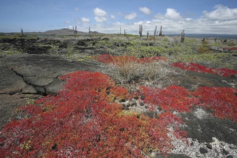 Vegetation on volcanic lava field