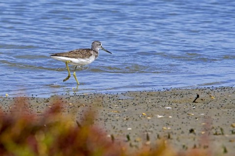 Common greenshank