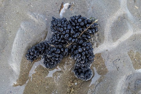 Black eggs
