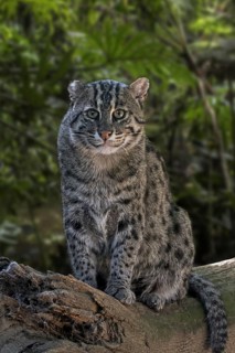 Fishing cat