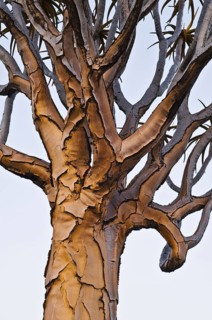 Quiver tree