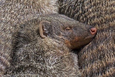 Snuggling banded mongooses