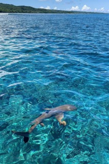 In the foreground blacktip reef shark