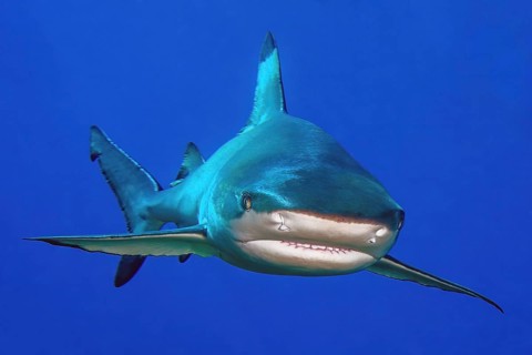 Blacktip reef shark