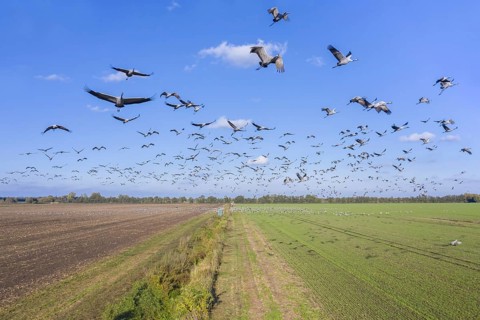Migrating flock of common cranes