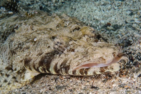 Close-up of head and mouth of crocodile fish