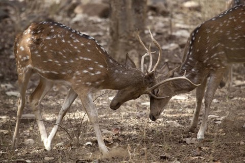 Chital deer