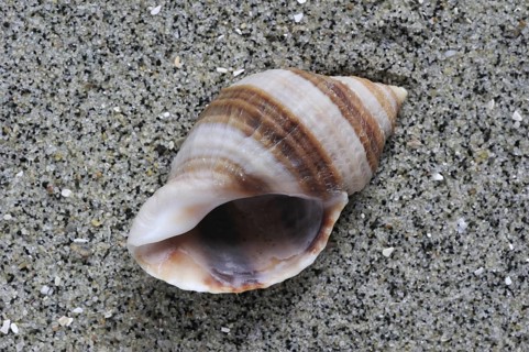 Dog whelk