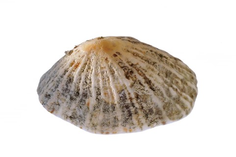 Common limpet