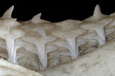 Shark lower jaw showing multiple layers of teeth