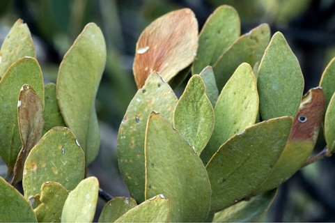 Jojoba