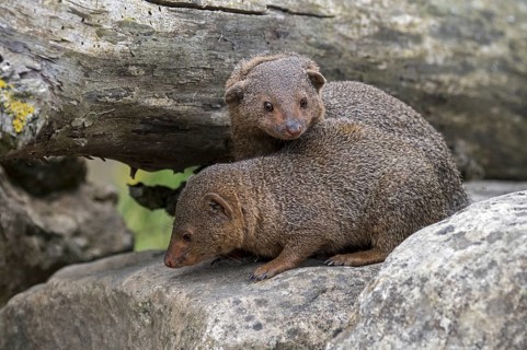 Two common dwarf mongoose