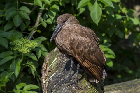 Hamerkop
