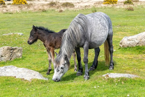 Mare and foal Dartmoor ponies