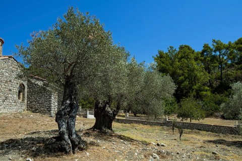 Ancient olive trees