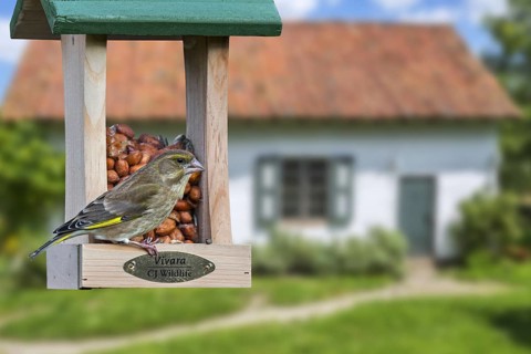 Greenfinch