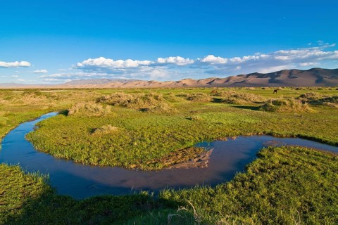 Lush green grassland in front of the large sand dunes Khorgoryn Els in the Gobi Desert