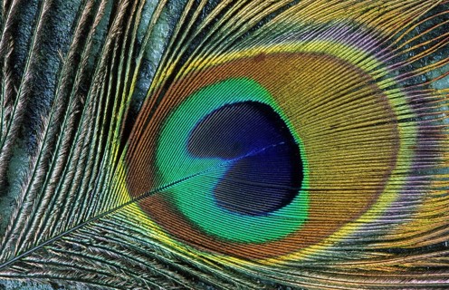 Close-up of the eye of a Peacock feather