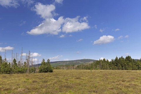 Raised bog at Grosses Torfhausmoor
