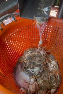 Bycatch like small fish and crabs sorted in plastic basket on shrimp boat fishing for shrimps on the North Sea