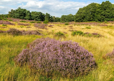 Common heather or ling