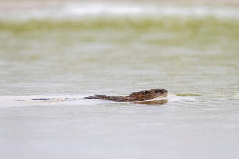Muskrat
