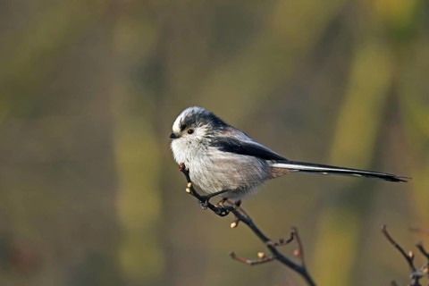 Long-tailed tit