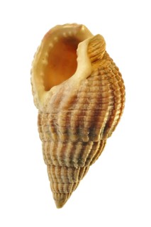 Netted dog whelk