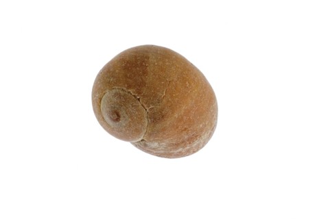 Flat periwinkle