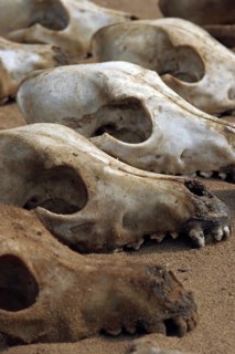 Animal skulls for sale for traditional medicine purposes at fetish market in Lome
