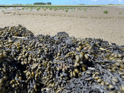 Bladderwrack