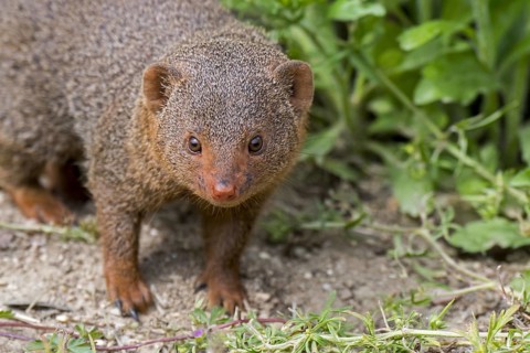 Curious common dwarf mongoose