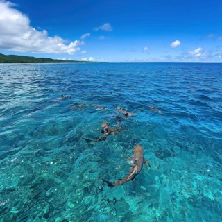In the foreground blacktip reef shark blacktip reef shark blacktip reef shark swims just below the sea surface water surface over shimmering turquoise coral reef