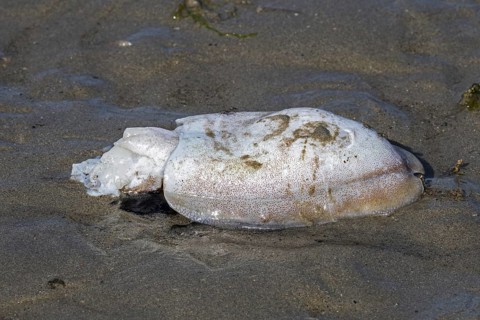 Dead European common cuttlefish