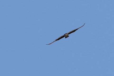 Eurasian hobby