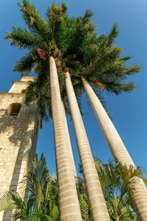 Tall palm trees next to church of Iglesia de Jesus