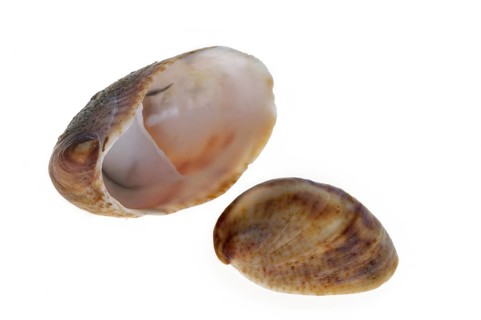 American slipper limpets