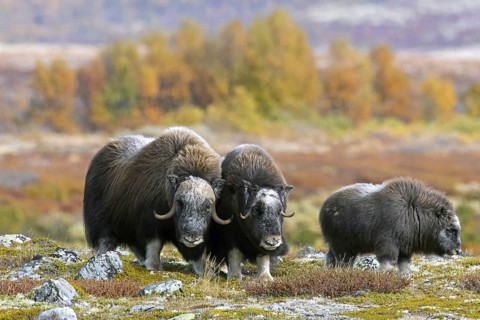 Muskox
