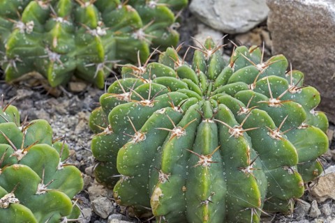 Echinopsis frankii