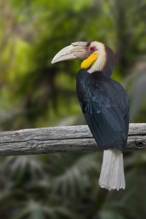 Wreathed hornbill