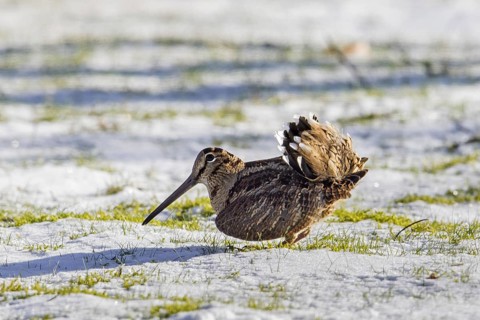 Eurasian woodcock