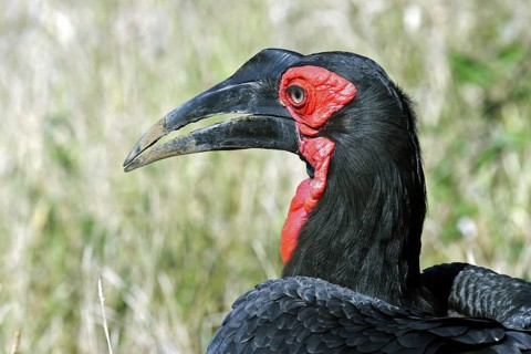 Southern Ground Hornbill