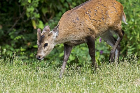 Indian hog deer