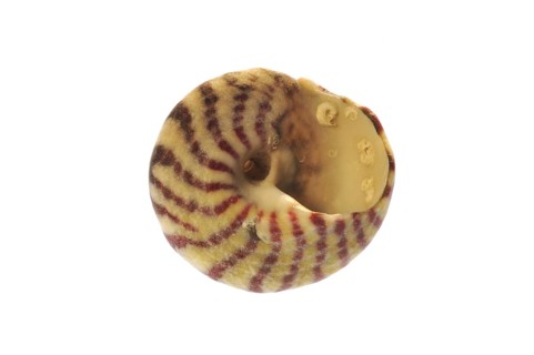 Flat top shell