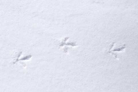 Rock ptarmigan