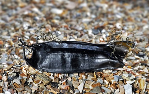 Egg case