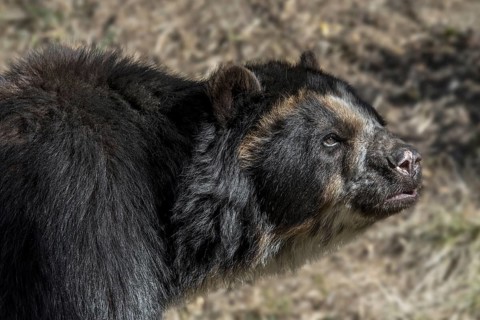 Spectacled bear