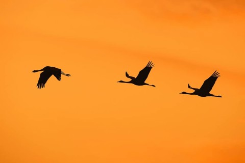 Migrating flock of common cranes