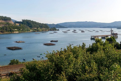 Bateas wooden platforms for farming mussels shellfish at Rande