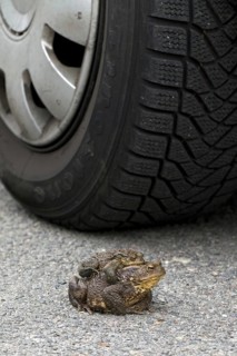 Common Toad
